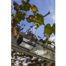 Lutec 6910601335 LED Außenwandleuchte Solar Arrow 1x2W | 5000K | IP44 - mit Bewegungssensor